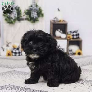 Bella, Havapoo Puppy